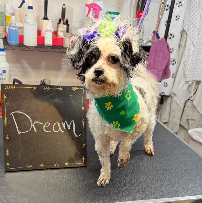 Dream after their groom