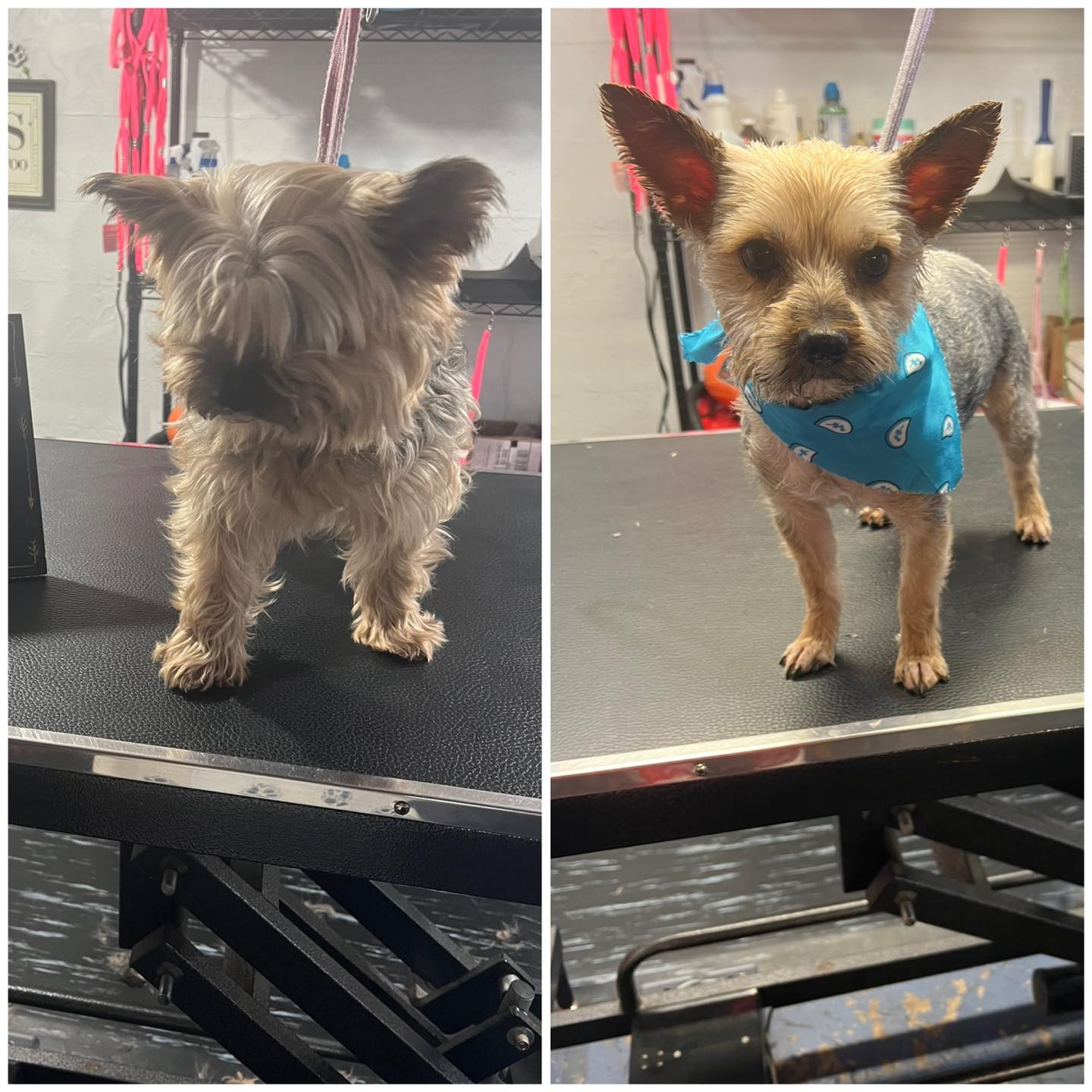 Herc after his groom