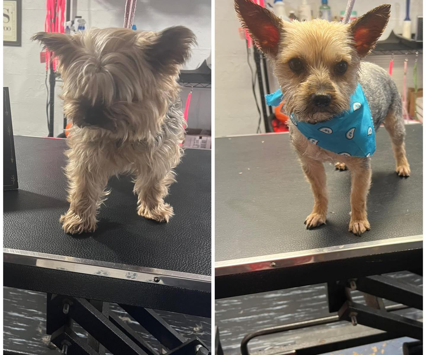 Herc after his groom