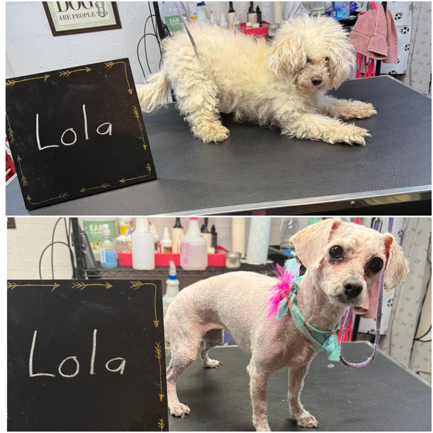 Lola after her groom