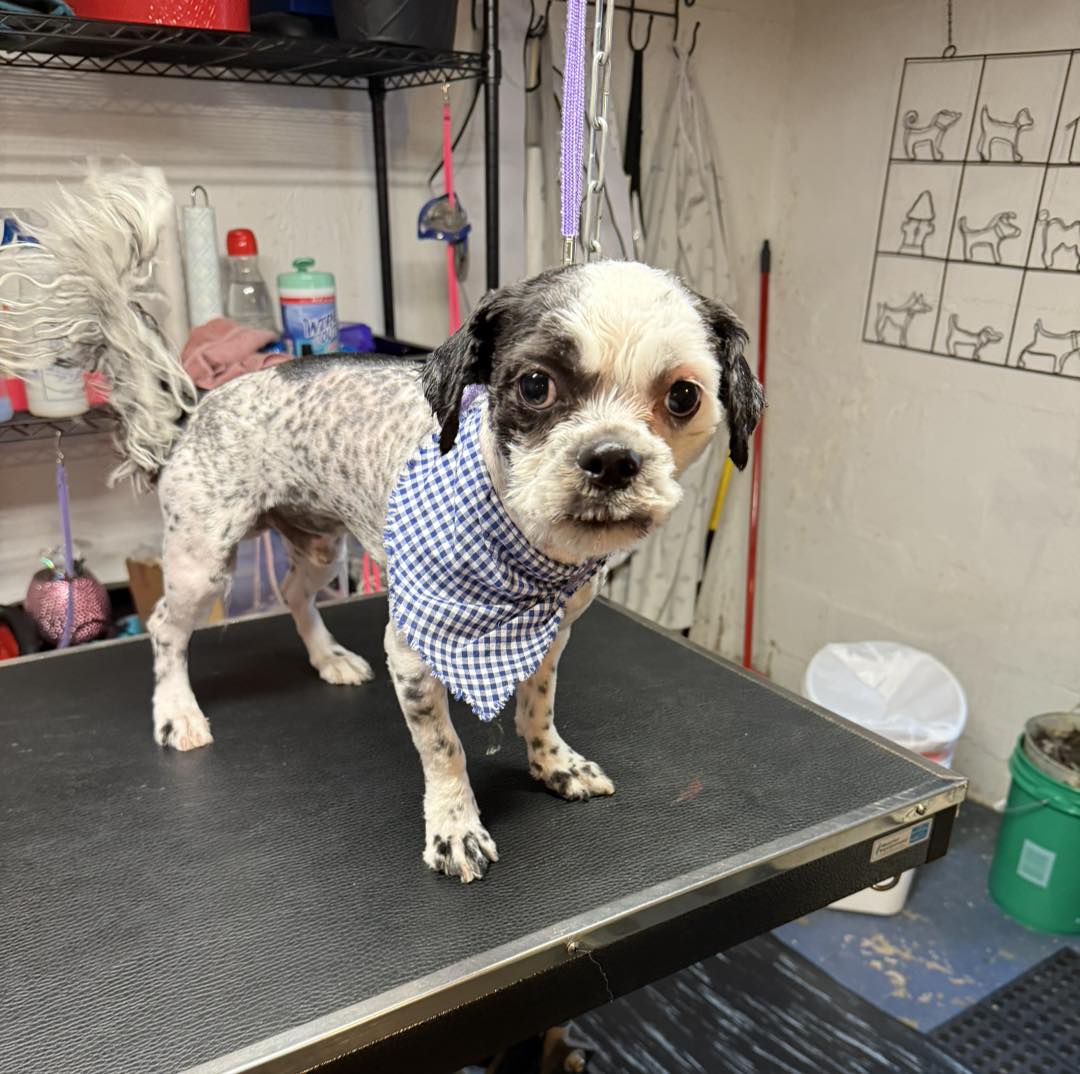 Milo after his groom