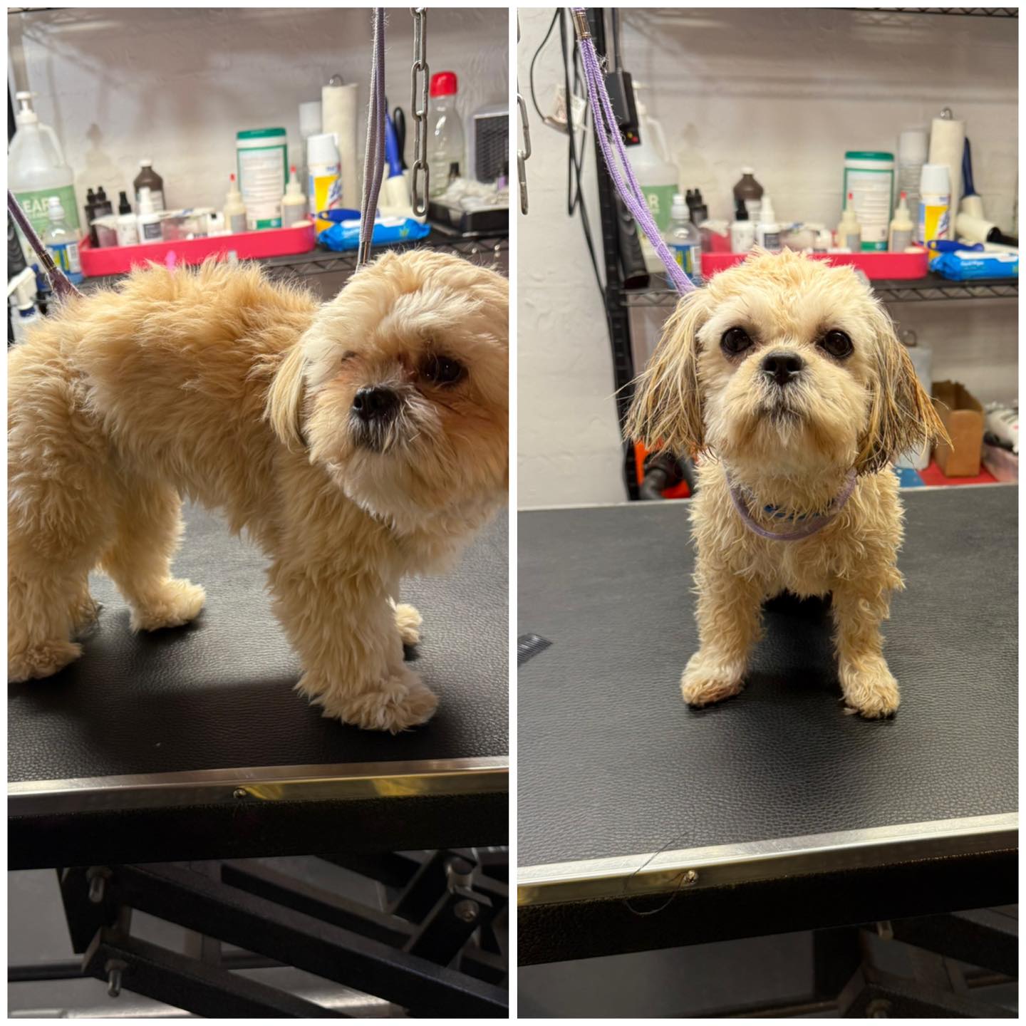 Morgan after her groom