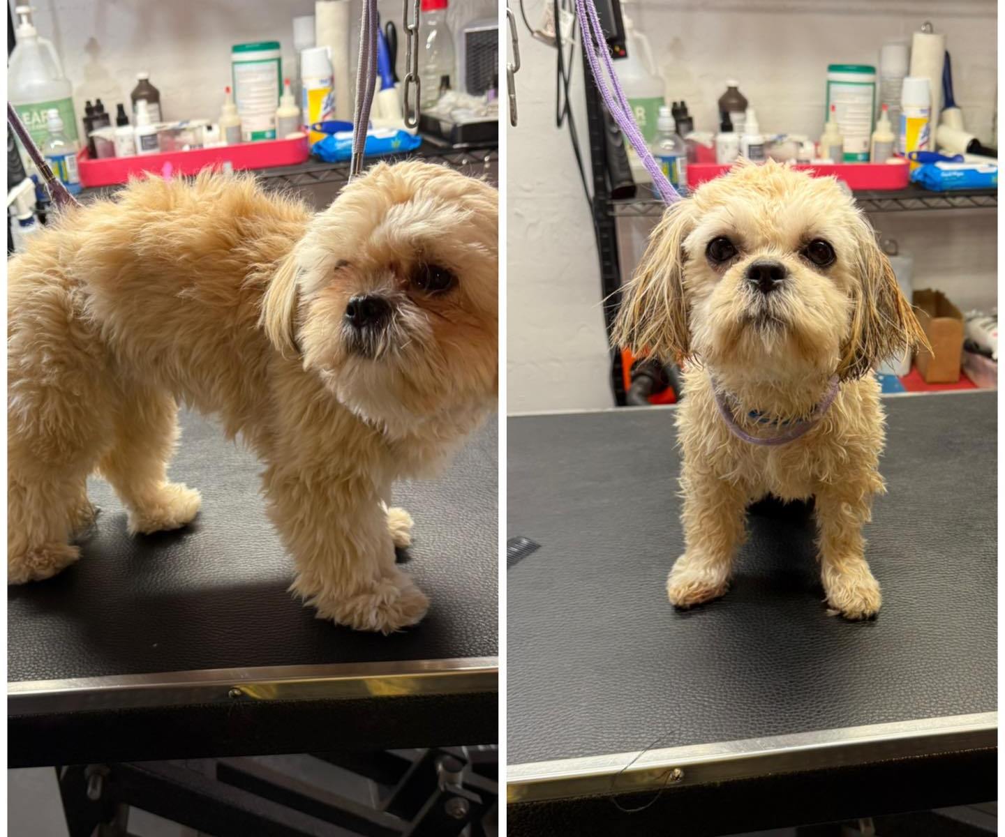 Morgan after her groom