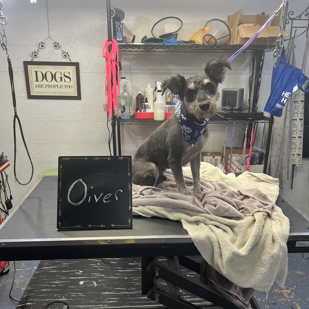 Oliver after his groom